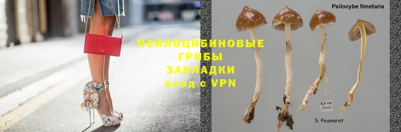 Псилоцибиновые грибы Cubensis  Бугуруслан 